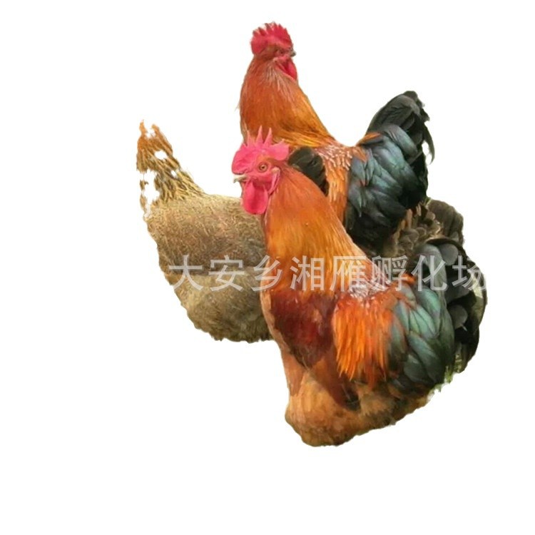 Large Green-Footed Hemp Broiler Chicken, Hatching Chicken, Red Crown, Red Hair, Big Rooster, Green-Footed, Fast-Growing, Long-Speed, Small Live Seedlings