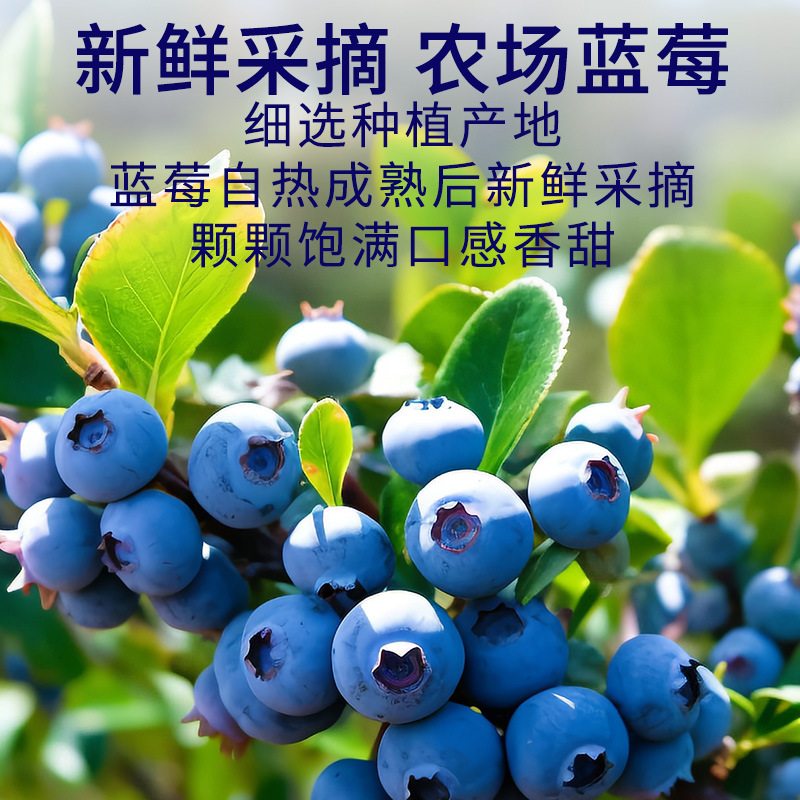 Blueberry Jam, Strawberry Jam Combination, Large Chunk Jam, Bread Toast Jam, Osmanthus with Honey, Sweet, Whole Box Wholesale