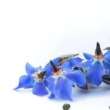 Borage Oil Cosmetic Raw Materials Cold-Pressed Ready-Made Large Quantity of Plant Oils