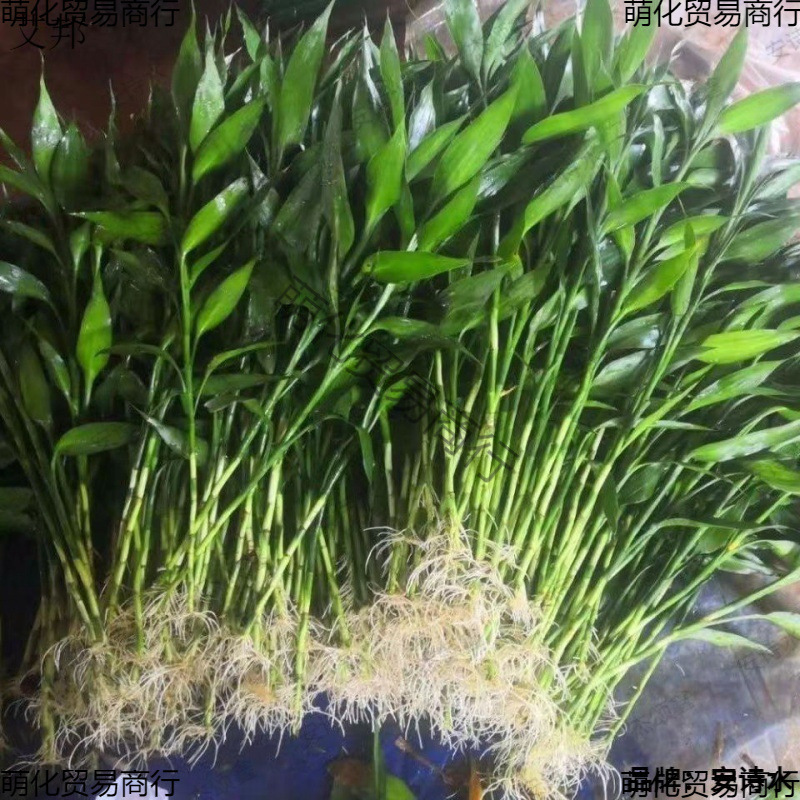 Rich Bamboo with Roots, Water-Cultured Living Room, Office, Green Water-Cultured Potted Plants, Flowers and Green Plants, Formaldehyde Removal and Air Purification