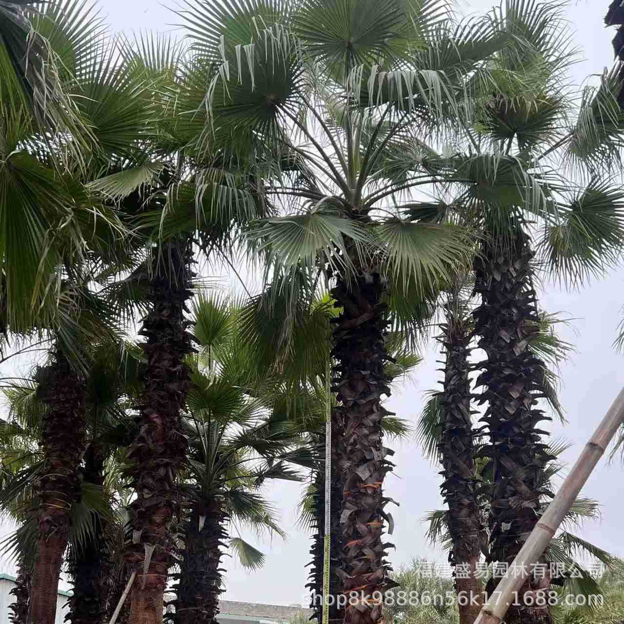 Fujian Curved Pole Old Man Sunflower Tree Jiangsu Washington Palm Tree Old Man Sunflower Washington Sunflower Wholesale Zhejiang Huazhou
