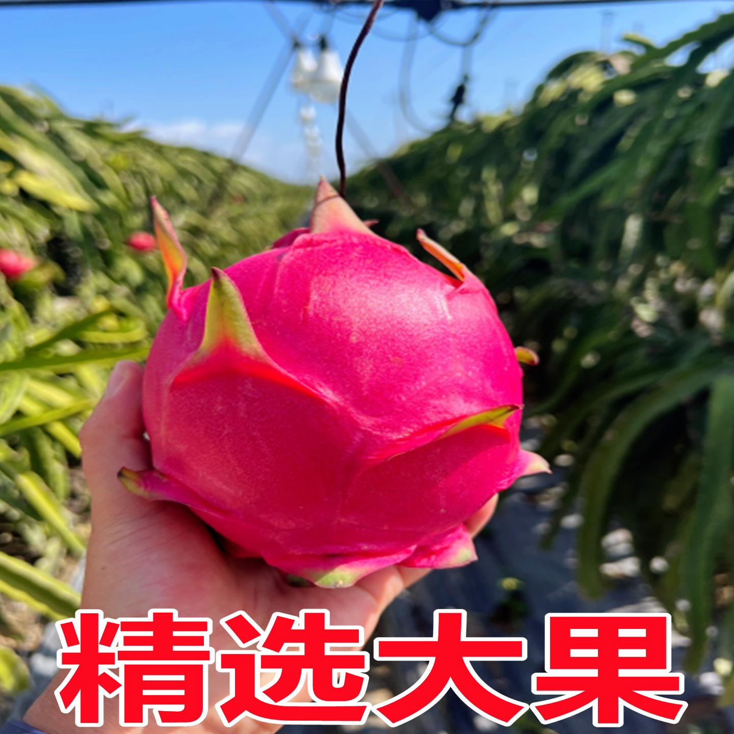 Yunnan Dragon Fruit Red Heart Fresh 5kg Whole Box Honey Jindu No. 1 Treasure Red Heart Dragon Fruit Fresh Seasonal Fruit