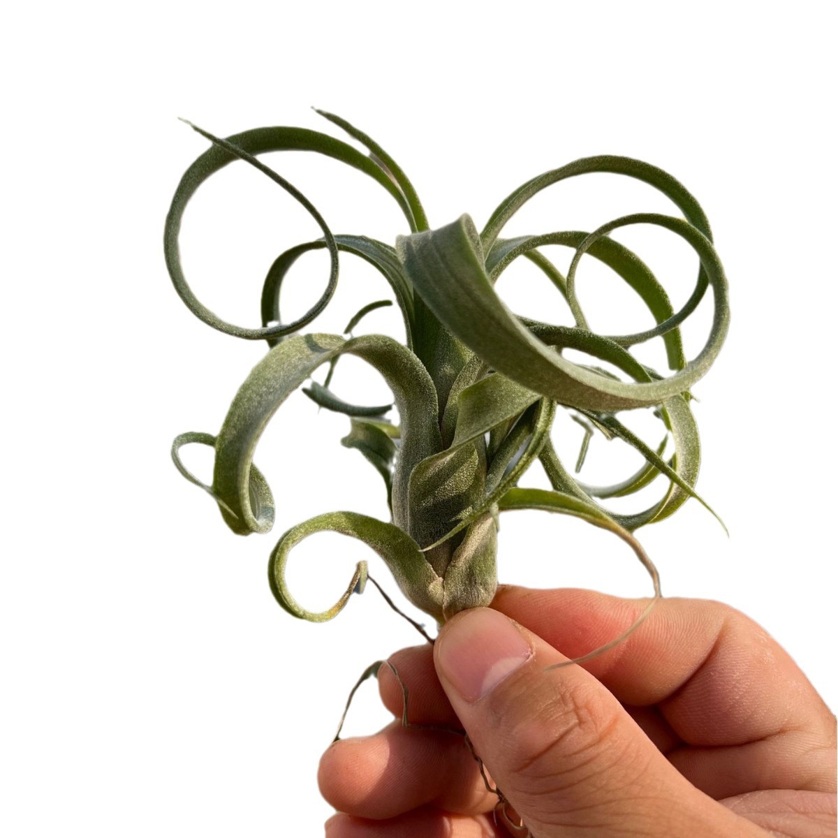 Air Tillandsia Variety Hanamaki Soilless Plant Desktop Office Purification Green Plant Potted Florals Wholesale