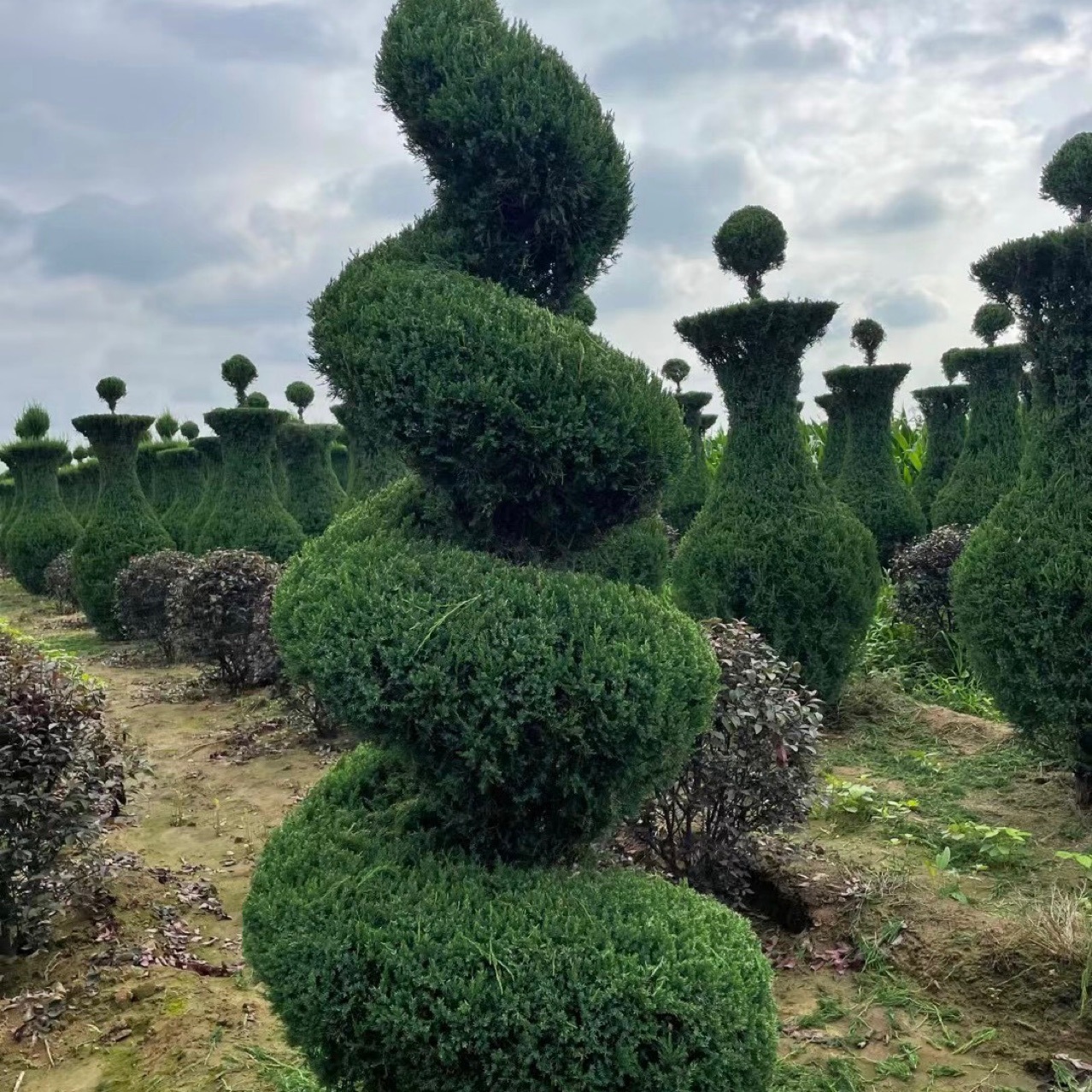 Tower 1 to 10m Tall Cypress, Round Cypress, Tower Sapling, Evergreen Tree All Year Round