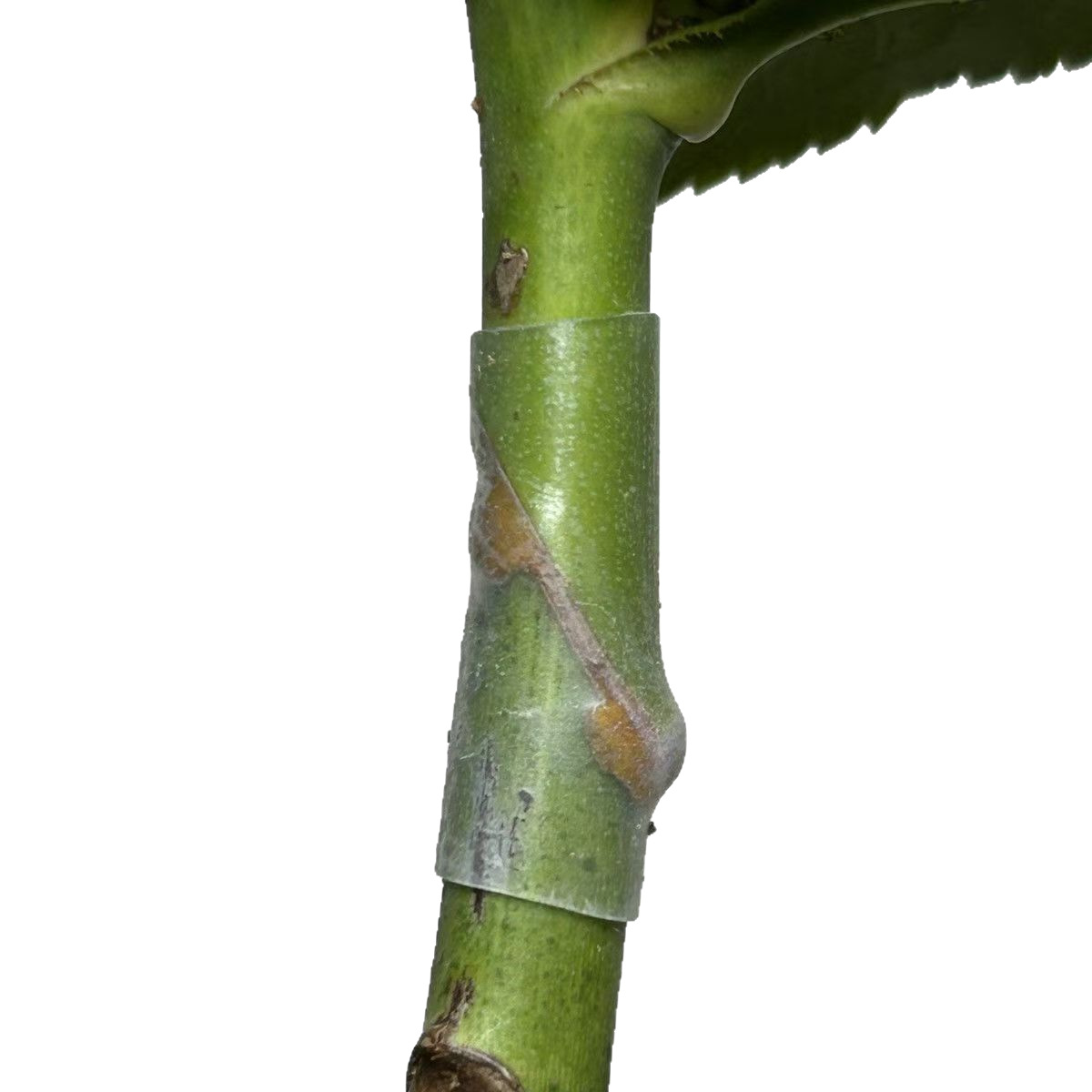 Rose Hip Plant Environmental Protection Grade Silicone Grafting Jackets Natural Price Reduction Automatic Fall-off Grafting Clips