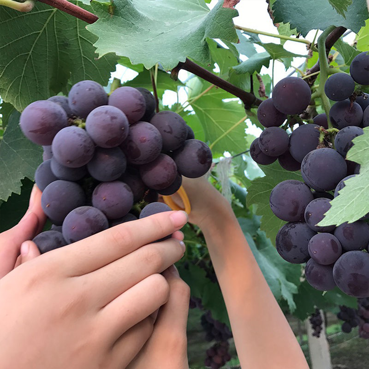 [Sf Cold Chain] Freshly Picked Authentic Pujiang Kyoho Grapes, Fresh, Large and Sweet Seasonal Fruits with Seeds for Gifts