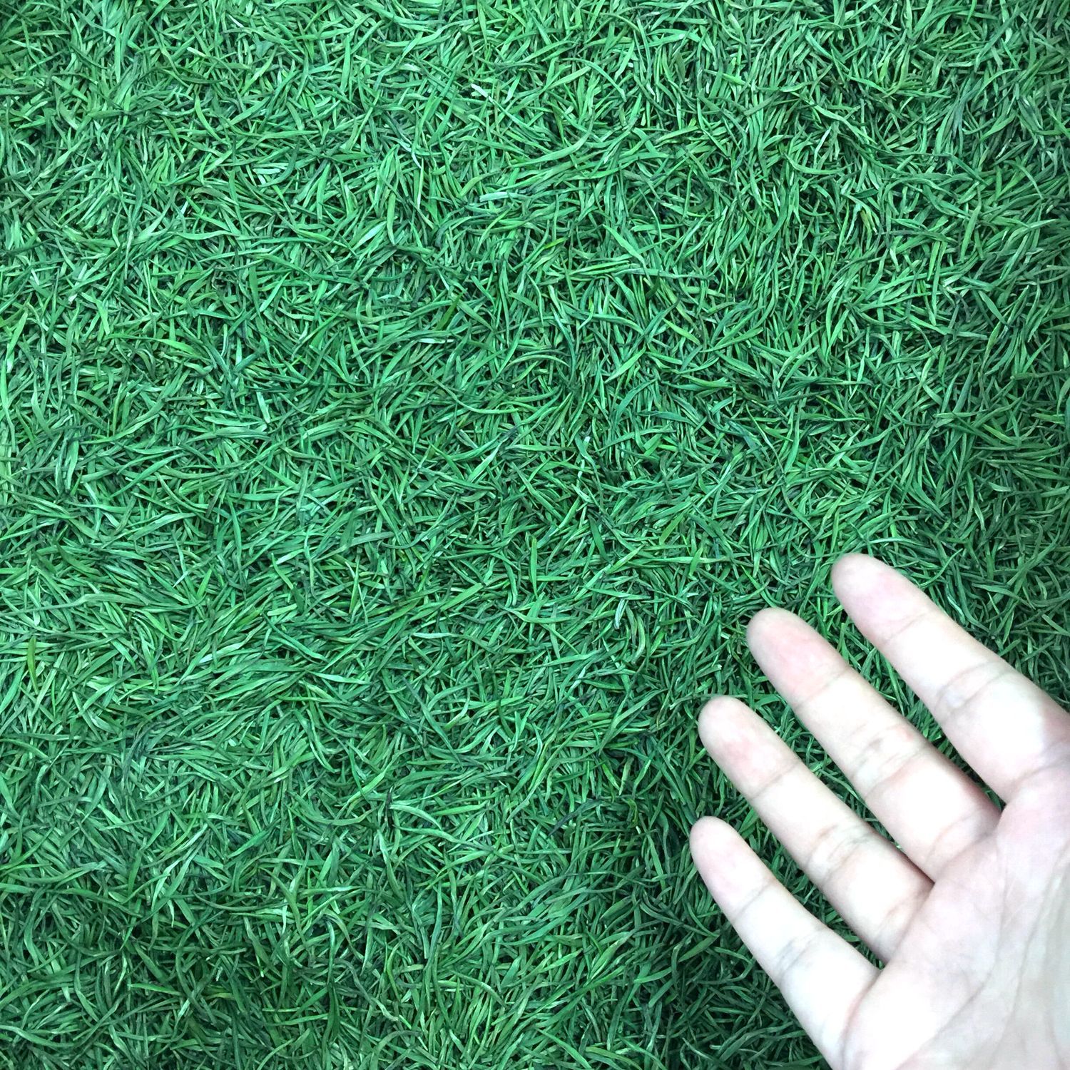 Bulk Tea Wholesale Hunan Green Tea Gift Huangcha Junshan Craft Yueyang Silver Needle 2025 Spring Tea Que She