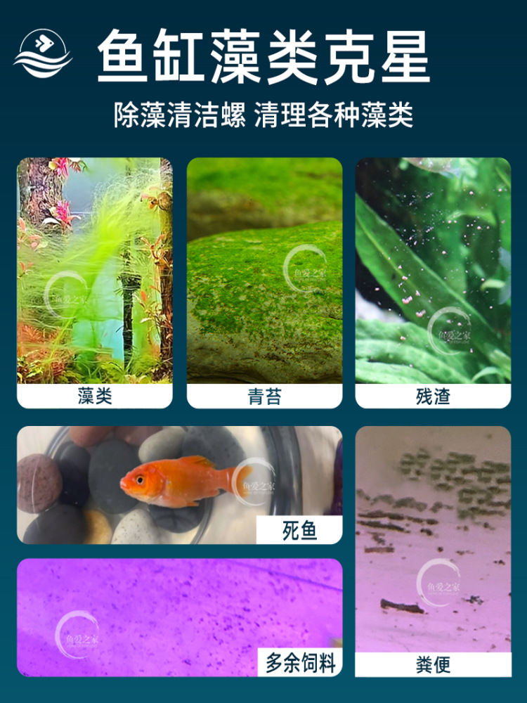 Ornamental Snails, Pet Live Golden Snails, Algae-Removing Snails, Purple-Patterned Snails, Light Cold Water, Easy to Maintain and Durable Tools, Ornamental Snails