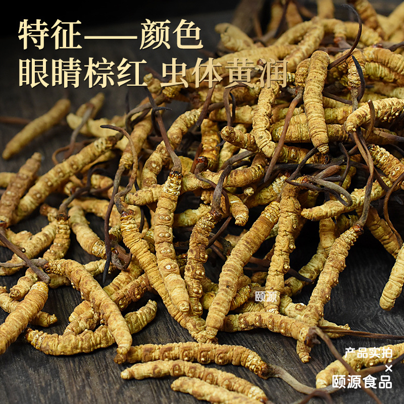 Freeze-Dried Cordyceps Sinensis in the First Time, High Altitude, Dry Cordyceps, Whole Unbreakable Grass, Full Specifications Factory Wholesale