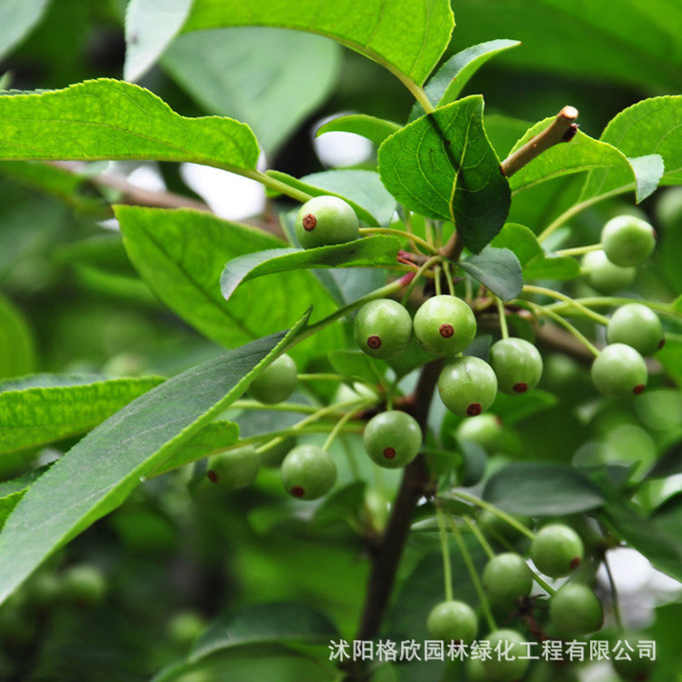 Silk Begonia Tree Base Wholesale Engineering Protective Tree Courtyard Ornamental Potted Green Flower Shrub Double-Petaled Begonia Tree