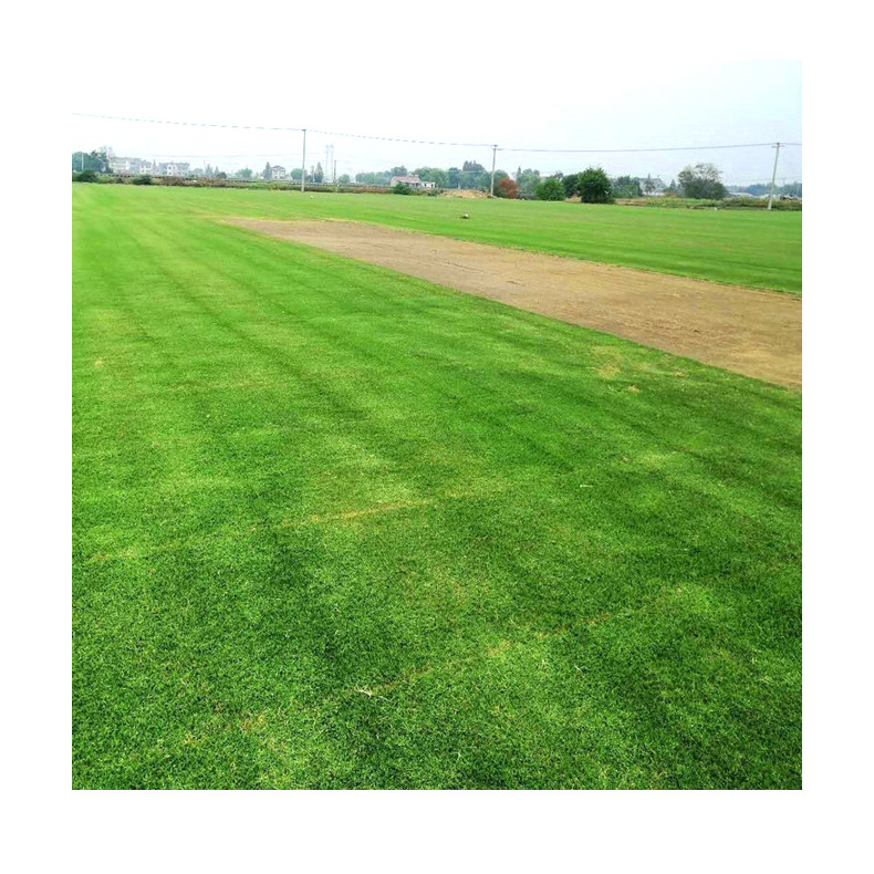 Real Turf with Soil, Park Garden, Stadium, Community Artificial Turf, Courtyard House Greening, Real Turf Lawn