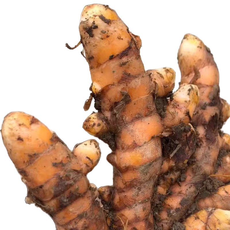 Fresh Wild Turmeric from Guangxi, Fresh Red Ginger, Medicinal Ginger Curry Turmeric for Postpartum Recovery, in Stock with Free Shipping