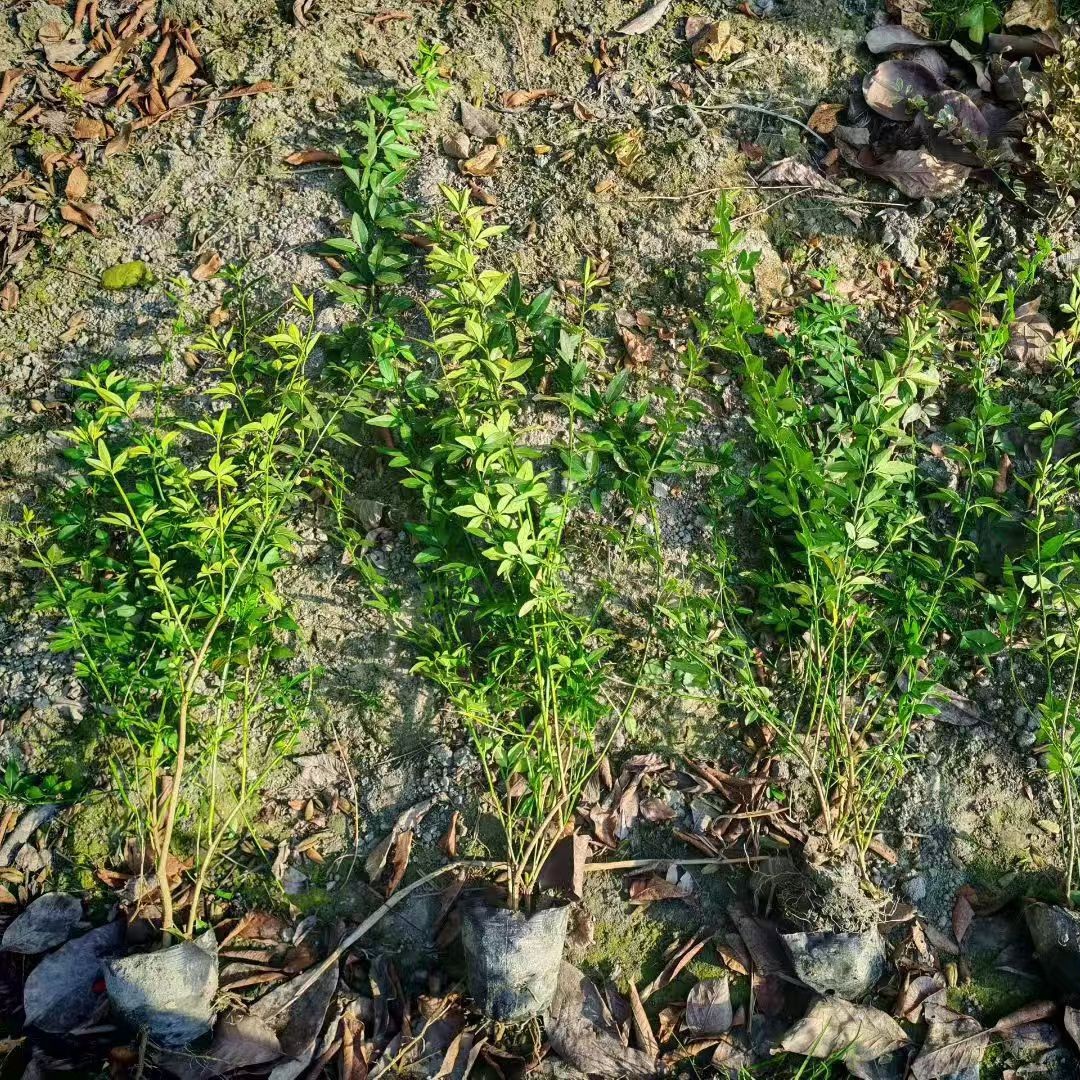 Spring Cup Seedlings Are 30-100cm cm Tall and Are Commonly Used Shrubs for Slope Stabilization, Garden Flowers, and Landscaping Plants