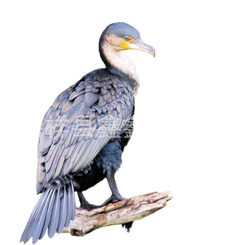 Cormorants Catch Fish Alive. Large Quantities of Fish-Catching Cormorants Are Sold. Wetland Park Performance Fish-Catching Cormorant Seedlings Are Priced at a Real Price