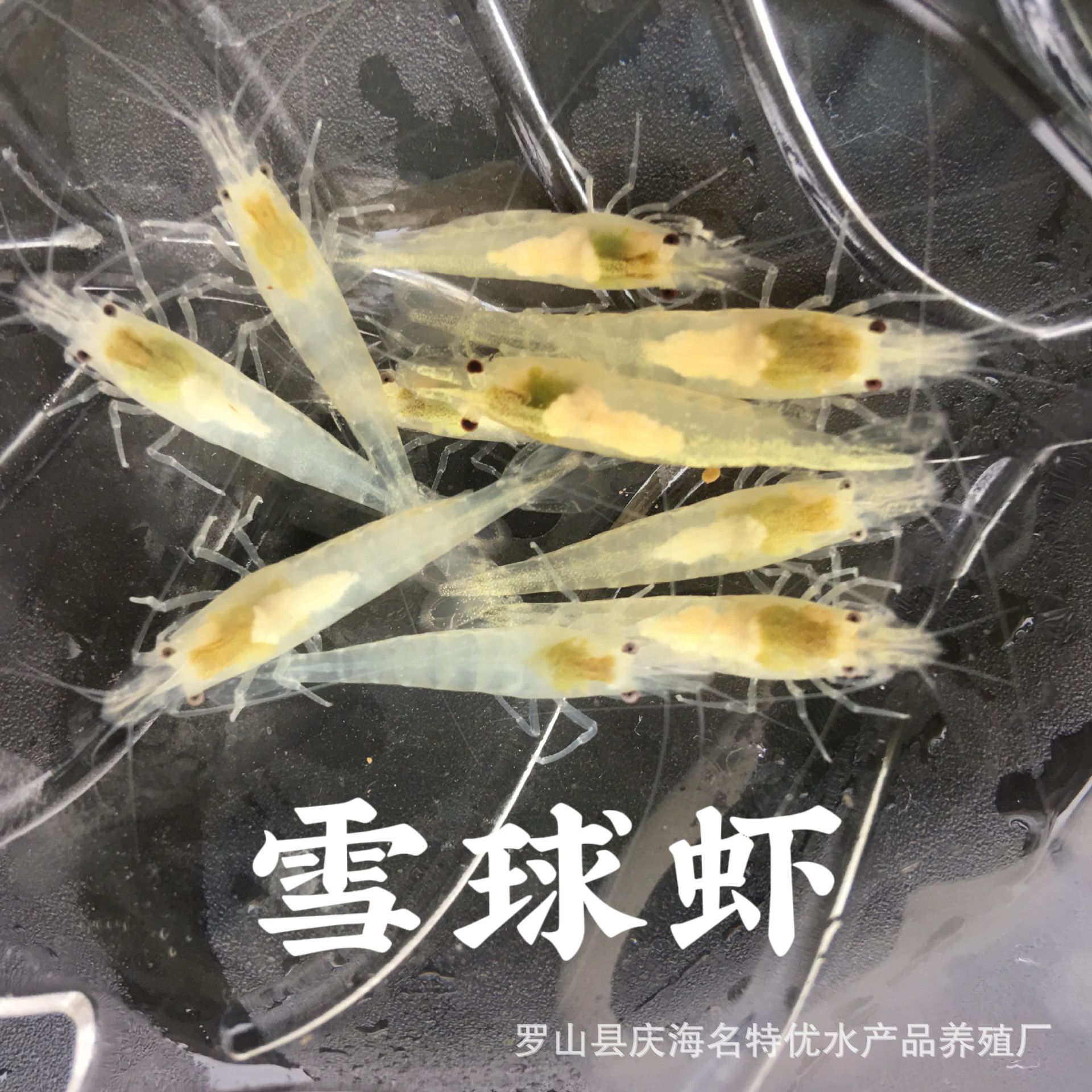 Живые снежные креветки, прямая поставка из собственного разведения, бесплатная упаковка