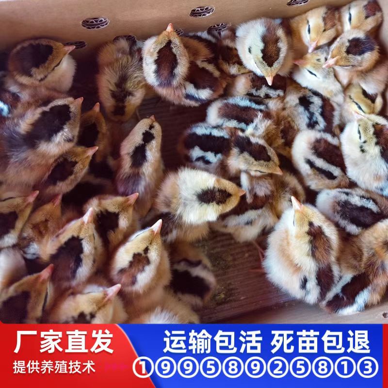 Оптовая продажа цыплят черной яо, местные цыплята, несушки, инкубированные цыплята