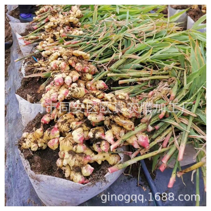 Soilless Cultivation Planting Bag Growth Bag Tomato Pepper Planting Bag Breathable Black and White Film Perforated Bag