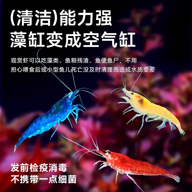 Tropical Ornamental Shrimp Freshwater Fresh Algae Removal Cleaning Tool Colorfulful Small Shrimp Black Shell Cherry Blossom Shrimp