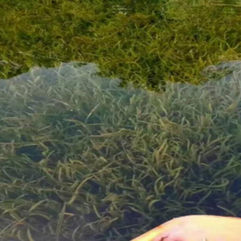 Four Seasons Bitter Grass Dwarf Bitter Grass Dwarf Large Bitter Grass Thorn Bitter Grass Aquatic Submersed Plant Base Ecological Restoration Project