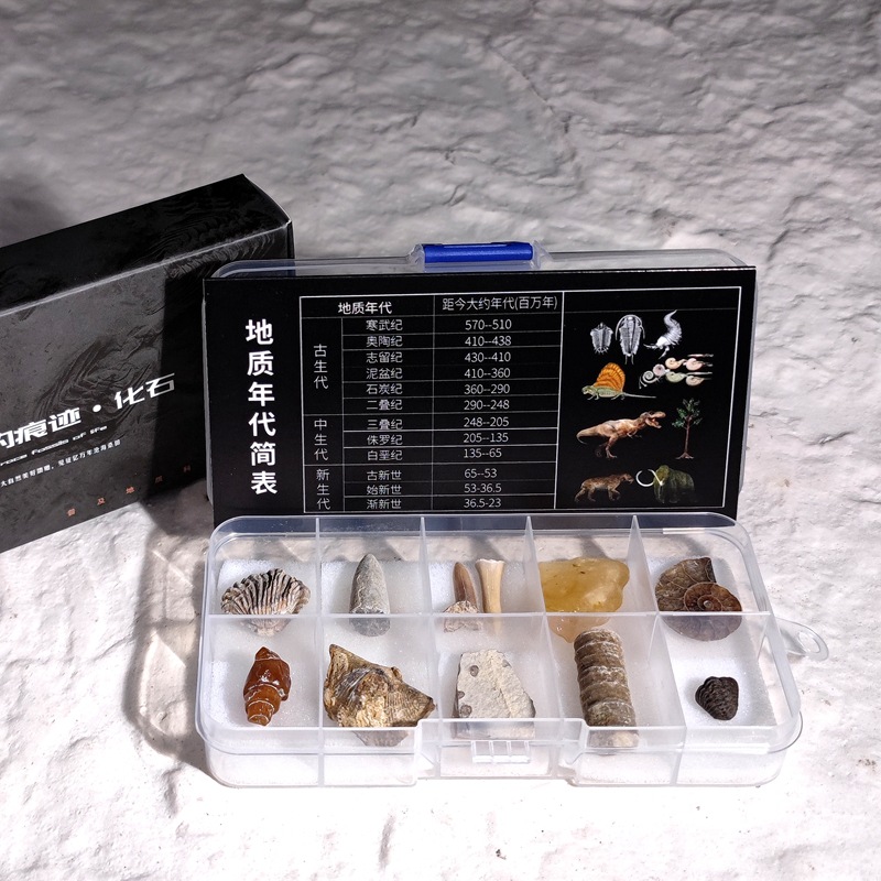 Fossil of paleontology standard box trilobite Wolf fin fish fossil amber original stone Children's geological science popularization teaching specimen