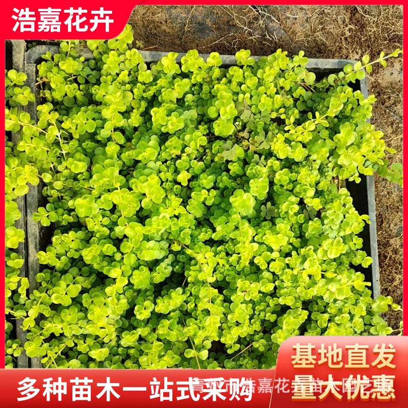 Саженцы золотистого листа, многолетние почвопокровные растения, легкие в уходе, для Первомая