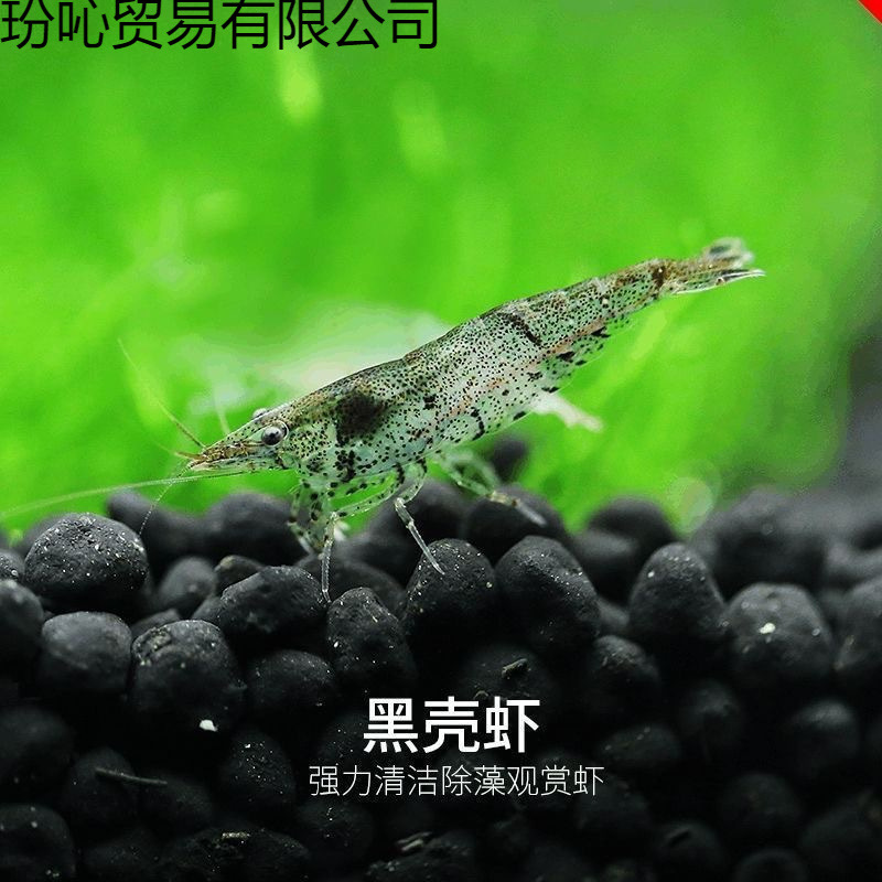 Black Shell Shrimp Ornamental Shrimp Algae Removal Fish Tank Small Shrimp Freshwater Resistant Cold Water Number Cleaning Shrimp