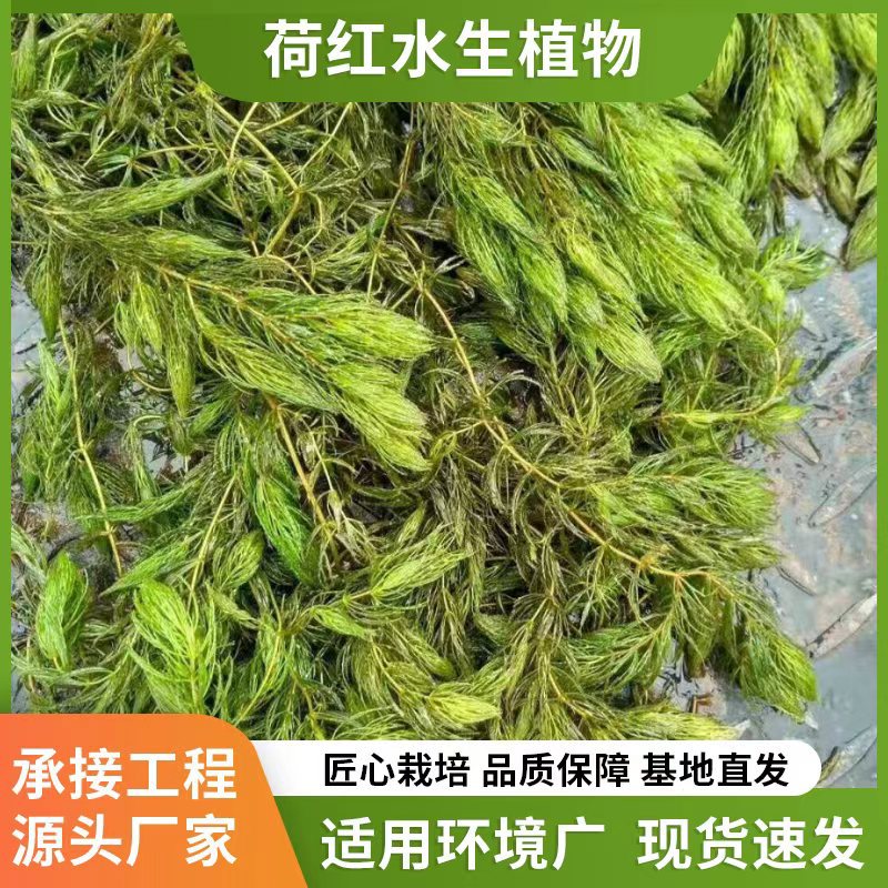 Wholesale Submersible Plant Combination, Micro-Toothed Waterweed, Bitter Grass and Black Algae Treatment of Eutrophic Water Bodies Including Planting Plan