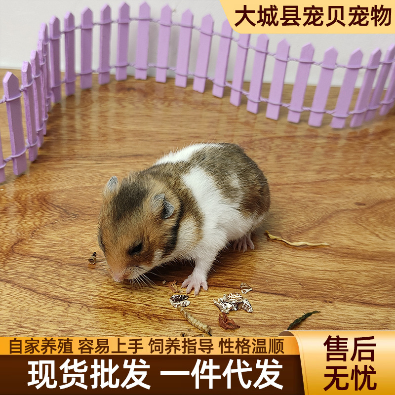 Long-Haired Tiger-Striped Bear Hamster Live Pet Suitable for Children to Raise Small Animals Hamster Live Hamster Wholesale