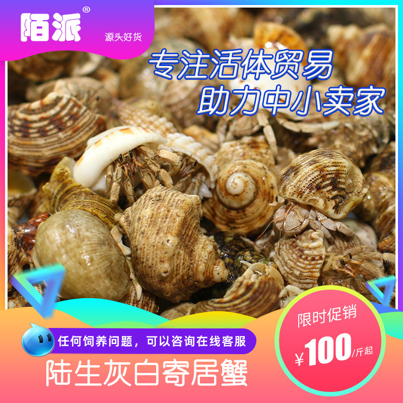 Живые крабы-отшельники, оптовая продажа, основные источники