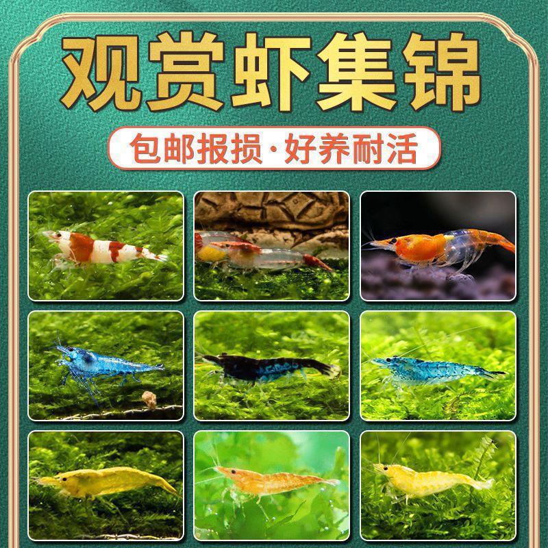 Pet Colorful Ornamental Shrimp Freshwater Fire Shrimp Algae Removal Shrimp Beginner Live Shrimp Cleaning Shrimp Crystal Shrimp Tool Shrimp Package