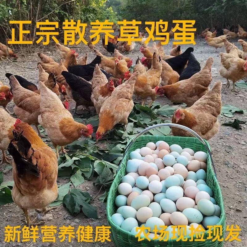 Оптовая продажа свежих яиц от кур свободного выгула, яйца от травяного кормления, яйца от кур свободного выгула, яйца с розовой скорлупой, свежие яйца, дровяные яйца, зерновые яйца
