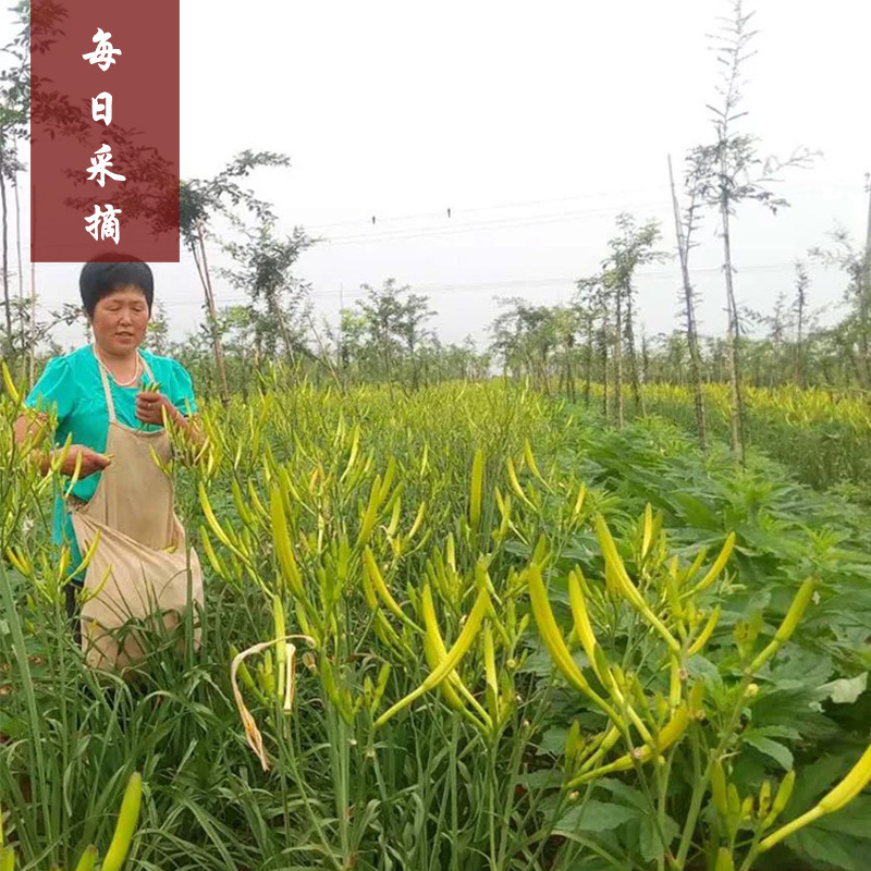 Daylily, This Year's New Vegetable, Dried Daylily, Fresh Specialty, Soup, Hot Pot, Stir-Fry, Farmhouse Dishes, Dried Goods Wholesale