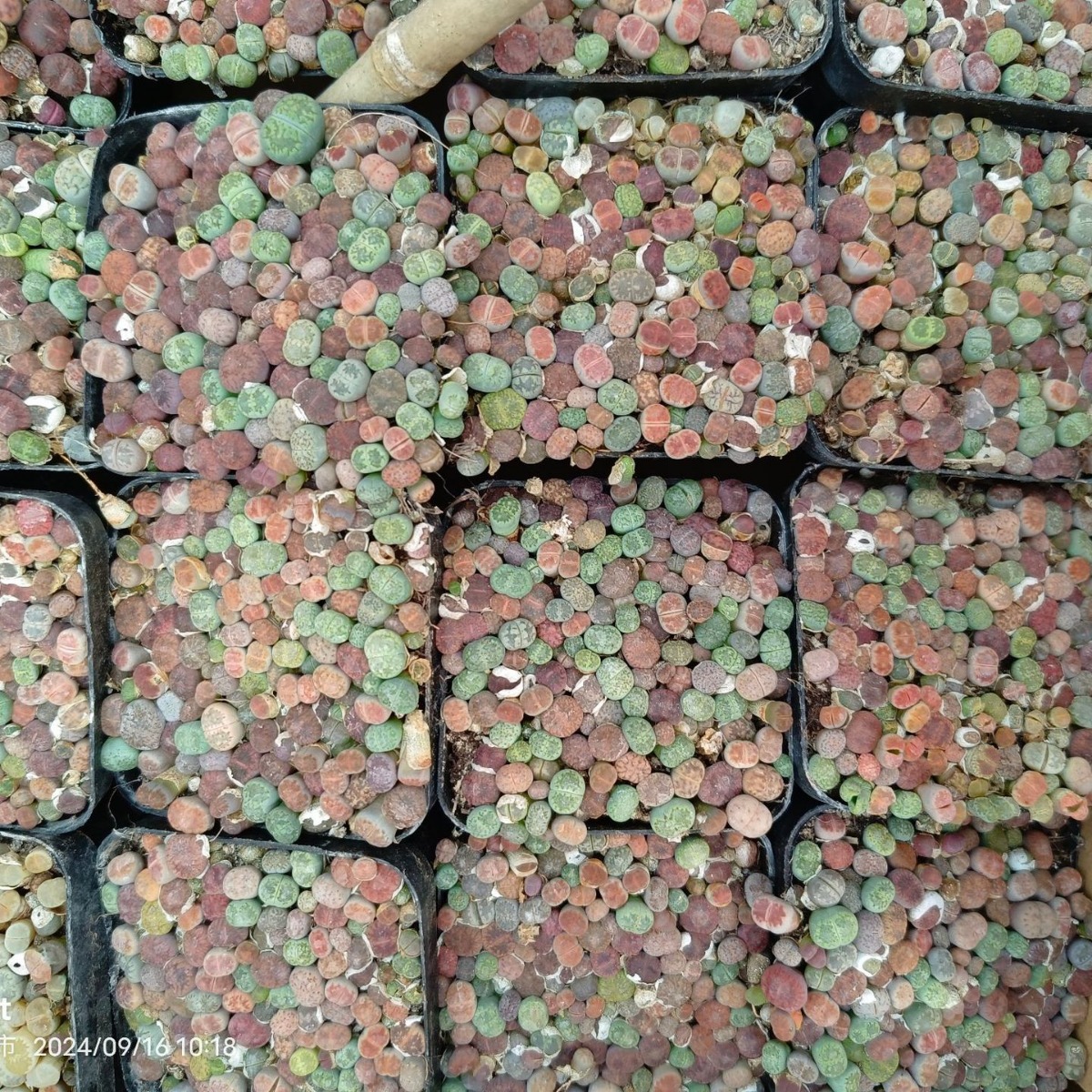 A Pot of Flowers with Living Stone Flowers and Potted Plants Is Ready for Delivery. 7cm Pots Are Shipped in Real Photos and Selected for Delivery