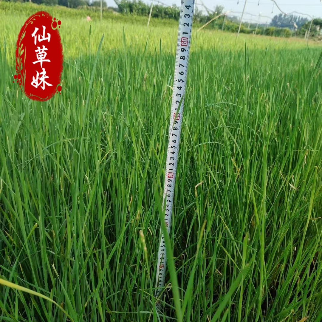 Плавающее водное растение, саженцы душистого тростника, водяные свечи, тростник, аир, палочки тростника, озеленение водных парков