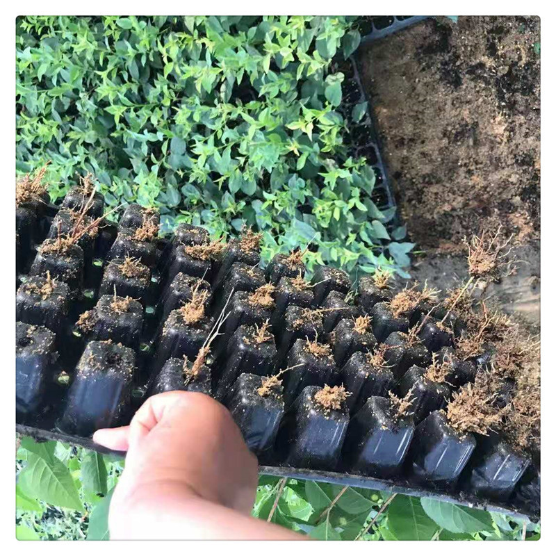 Dwarf Cherry Rootstock Seedlings Gisela No. 6 Cherry Rootstock Early Fruiting Gisela No. 12 Cherry Rootstock