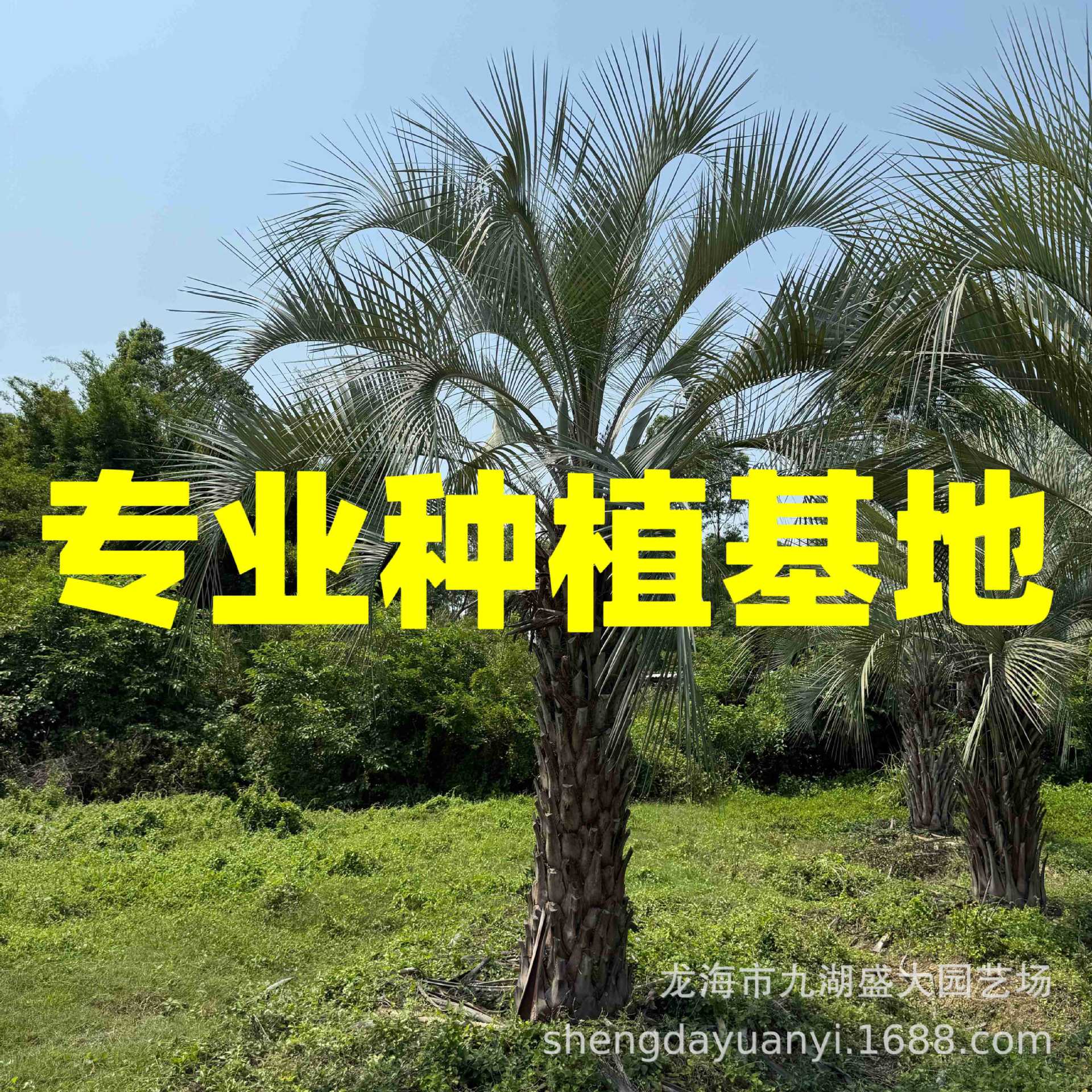 Фуцзянское тропическое растение, кокосовая пальма Буди, цена на кокос Буди в Хэнани, база кокоса Буди в Цзянсу, оптовая продажа