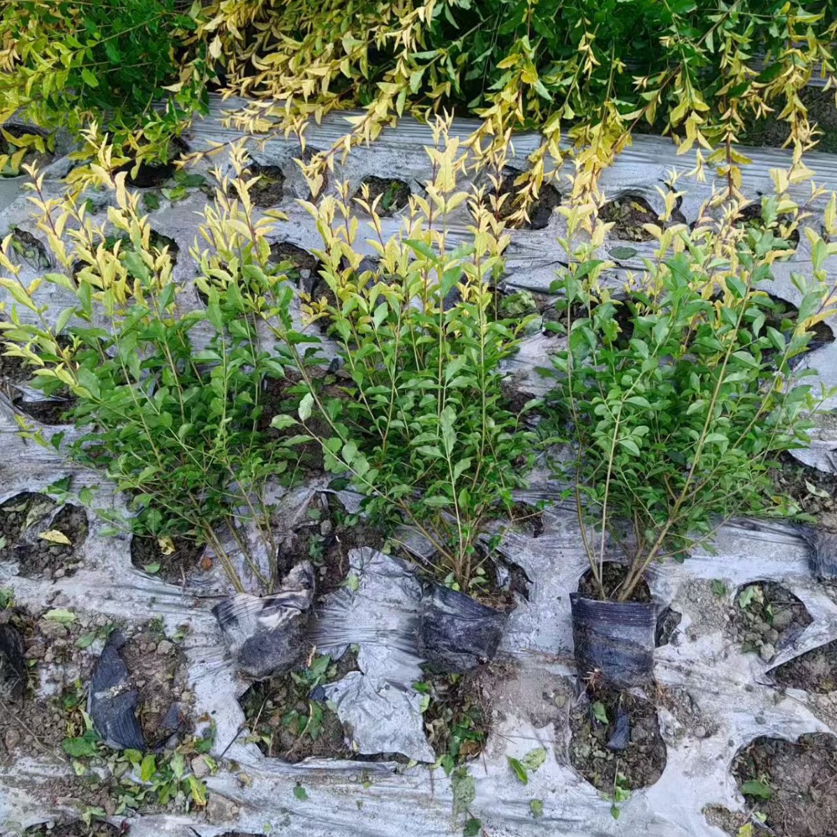 Женьшень Лигуструм Вечнозеленые муниципальные саженцы высотой 20-40 см