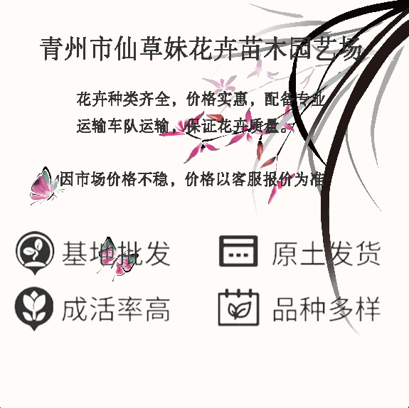 The Base Supplies Multi-Bud Grass, Perennial Ornamental Grass, Internet Celebrity Grass, Grass, Grass, Grass, Flowers, and Sea Florals