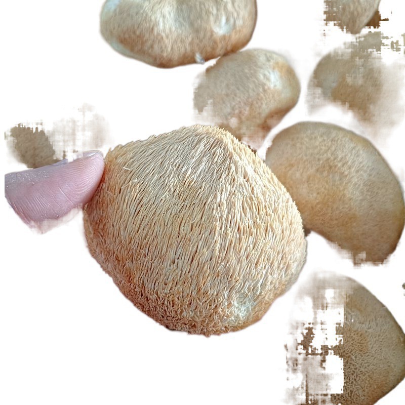 Hericium Erinaceus Dry Goods Yunnan Mountain Delicacy Special Hericium Erinaceus 500g Can Be Powdered to Nourish the Stomach and Make Soup Ingredients for Home Use