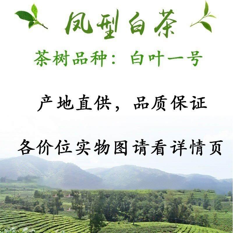 Deep Valley 2025 Anji Craft Zhejiang Phoenix White Tea Mao Feng Green Tea Wholesale Market Bulk Origin Source
