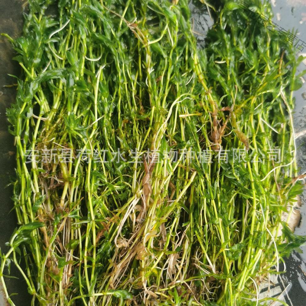 Base Sales of Submersed Plants, Round-Leaf Black Algae, Round-Leaf Black Algae Spores, Water Quality Purification Package, Planting and Maintenance Seedlings