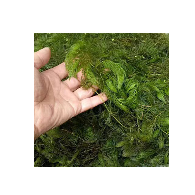 Wholesale submerged plant Chrysanthemum verrilicum chrysanthemum foxtail algae Erethroids Elodae green chrysanthemum all kinds of aquatic plants seedling construction