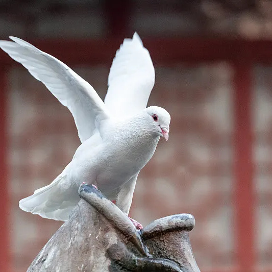 Young Breeding Pigeon Meat Pigeon Dove Pigeon Chicks Slate Gray Pigeon Pigeon Small Pigeon Live Pair