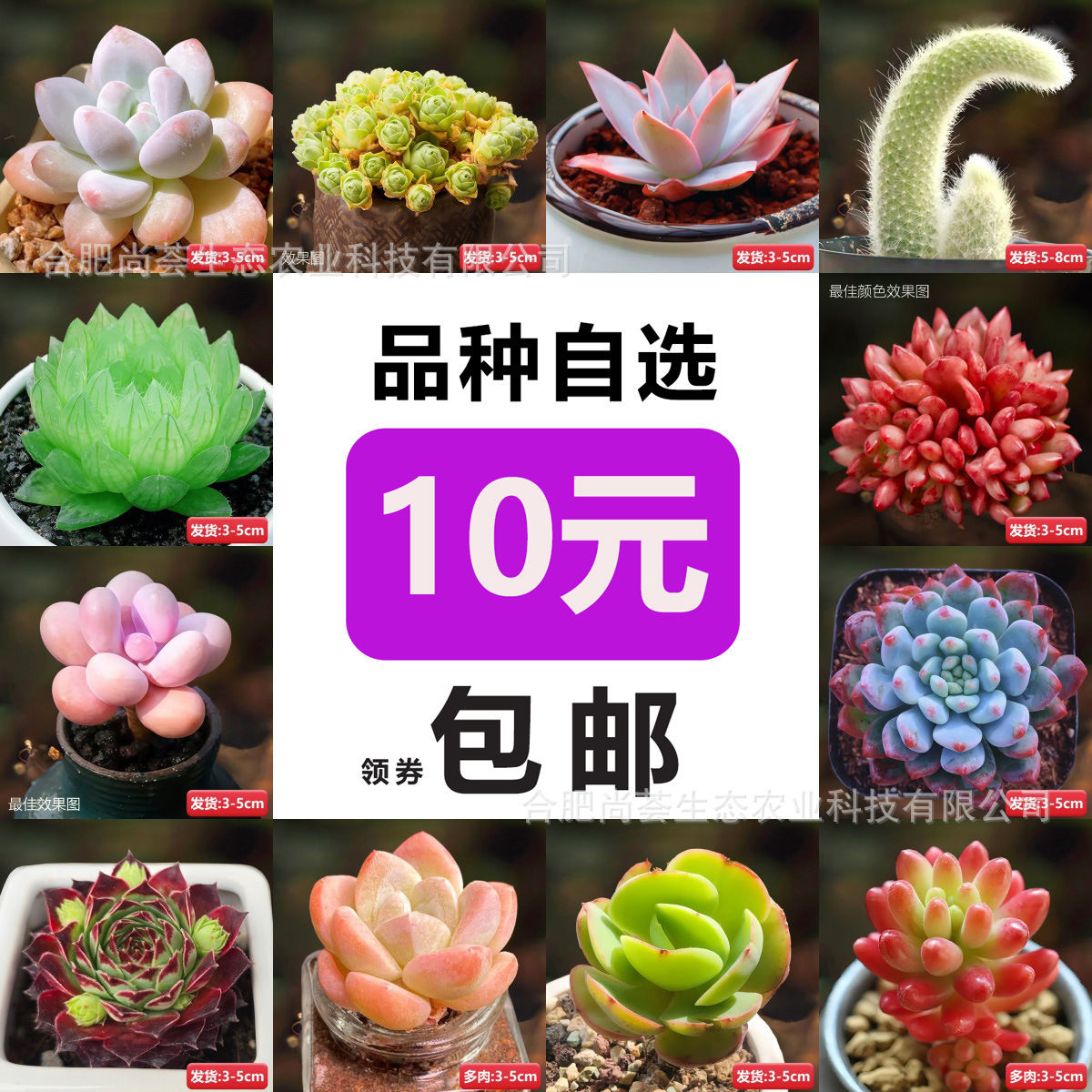 Новичок, один суккулент, цветок для внутреннего балкона, зеленое растение, легкое в выращивании суккулентное растение, рубиновый кактус