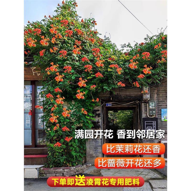 Bignonia Climbing Vine Large Seedling Plant Old Stump Courtyard Potted Ground Planting Chinese Bignonia Sapling All-Season Northern Cold-Resistant