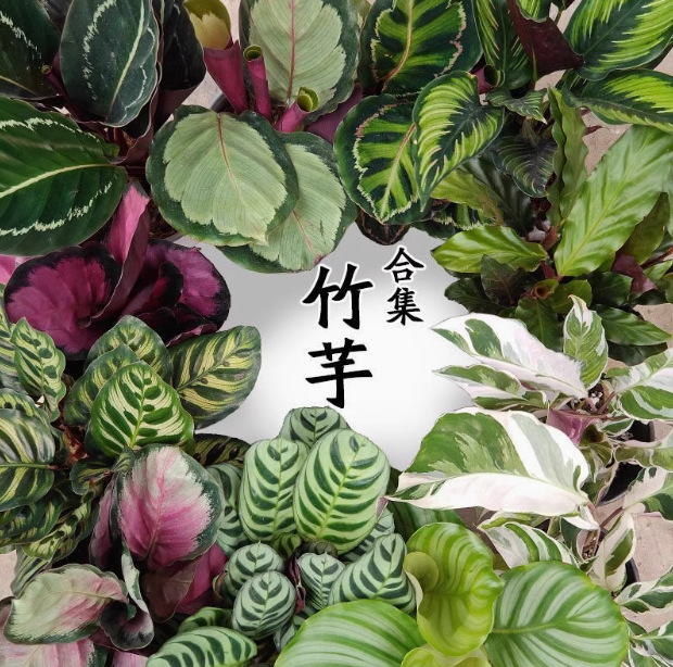 Beautiful Potted Imported Colorful Leaf Taro, Arrowroot, Apple Double-Line Indoor Desktop Green Plants, Evergreen Foliage Flowers for All Seasons
