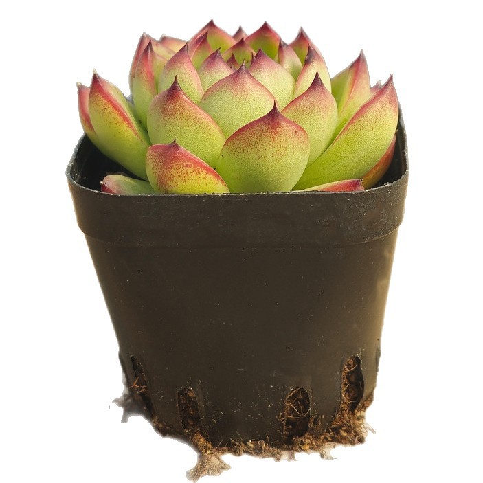 Succulent Wholesale Succulent Plants with Pots Succulent Potted Plants with Pots Wholesale Balcony Succulent Plant Packages Assembled Large Pieces