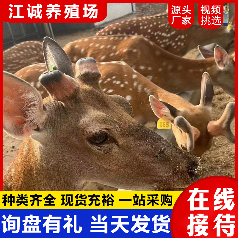 Breeding Base for Sale and Rental of Live Sika Deer, Garden Interactive Family Sika Deer, Sika Deer Calf Price