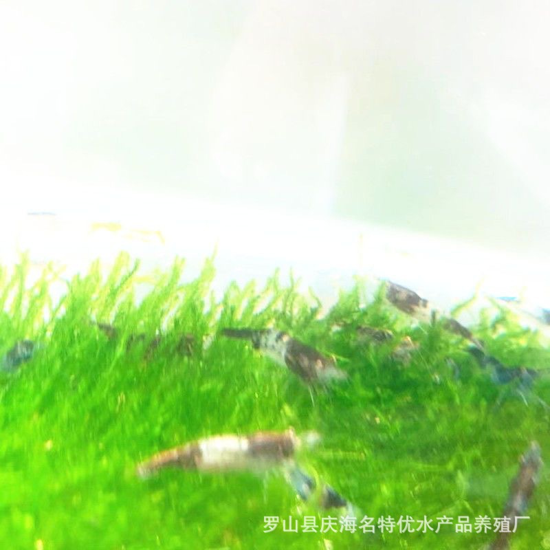 Black/Blue Cherry Blossom Glass Mixed Ornamental Shrimp Small Pet Shrimp Freshwater Rice Shrimp Cleaning Algae Removal Grass Tank Tool Shrimp