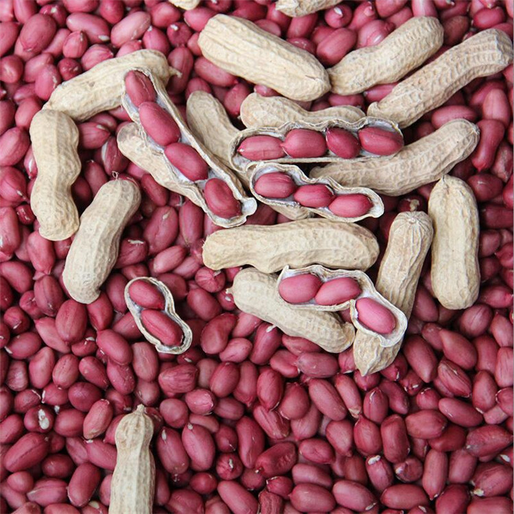 New Arrivals in Season, Wholesale, Four Red Skinned Peanuts in Shells, Sun-Dried Raw, Four Red Peanuts, Farm-Produced One Piece